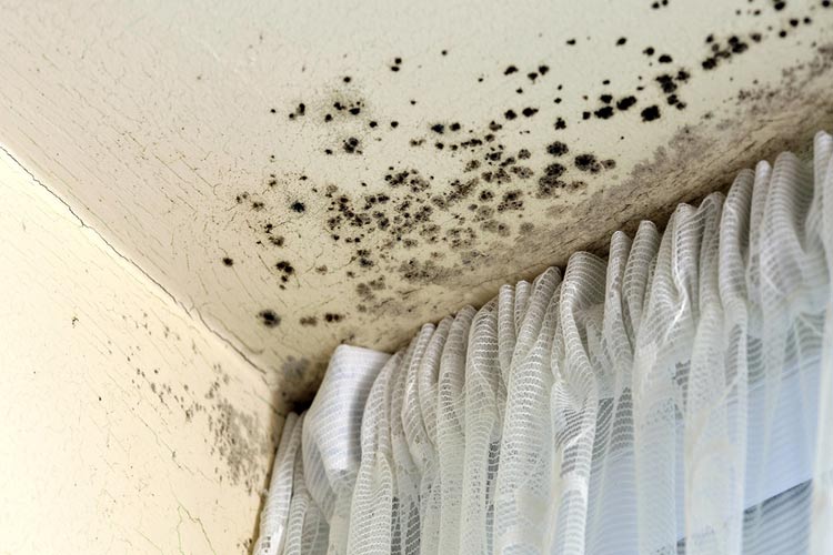 Comment nettoyer les moisissures dans votre maison ?