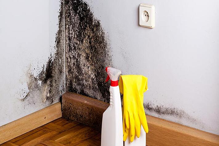 Nettoyer moisissures sur mur humide